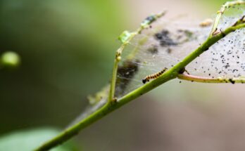 eikenprocessierups nieuwkoop