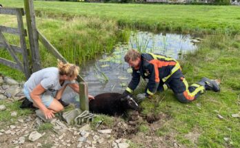 schaap uit water brandweer nieuwkoop