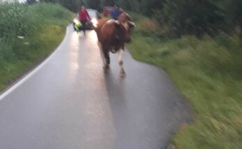 stieren aan de wandel zevenhoven