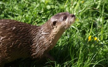 otterloop