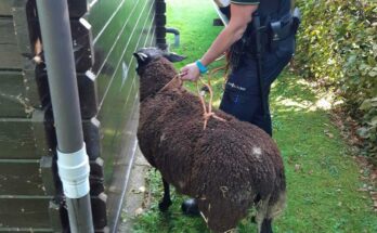 schaap ontsnapt nieuwkoop