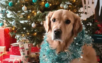 koda kerstwens rijnbeek